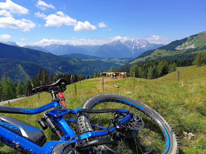David's Bikeschule