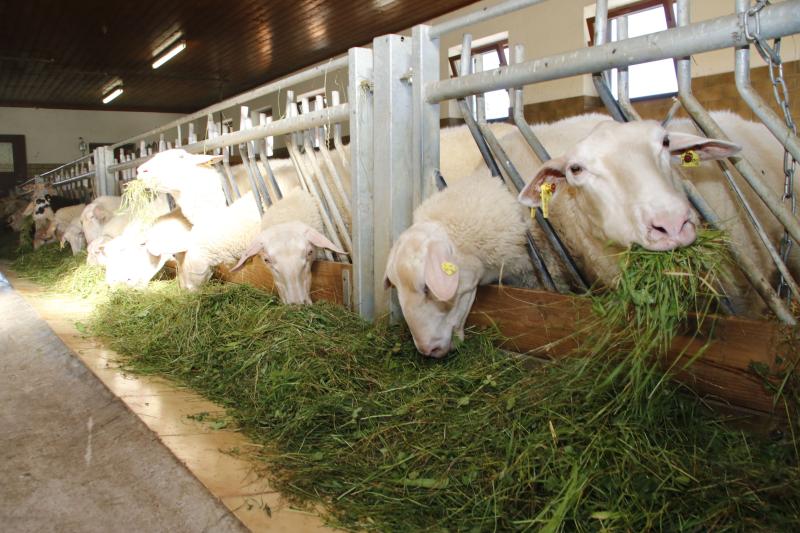 Bio Bauernhof Geyerspichl - Produkte vom Milchschaf